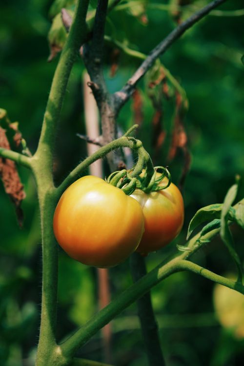Free Fresh ripe tomatoes growing on the vine in a natural setting, symbolizing organic produce. Stock Photo