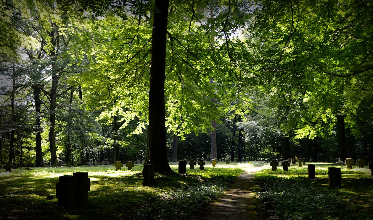 Δωρεάν στοκ φωτογραφιών με γρασίδι, δέντρα, νεκροταφείο Φωτογραφία από στοκ φωτογραφιών