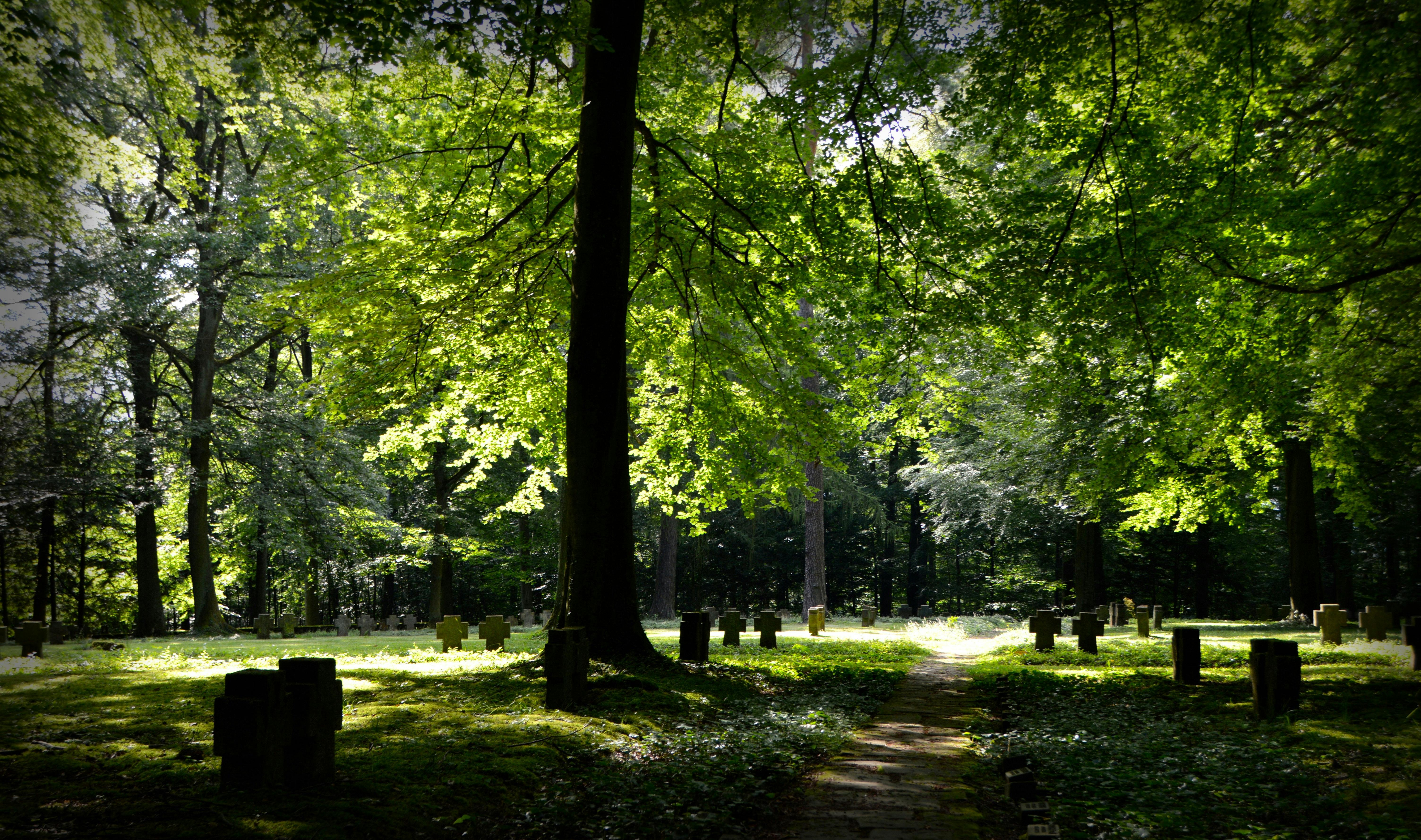 Foto de stock gratuita sobre arboles, cementerio, césped