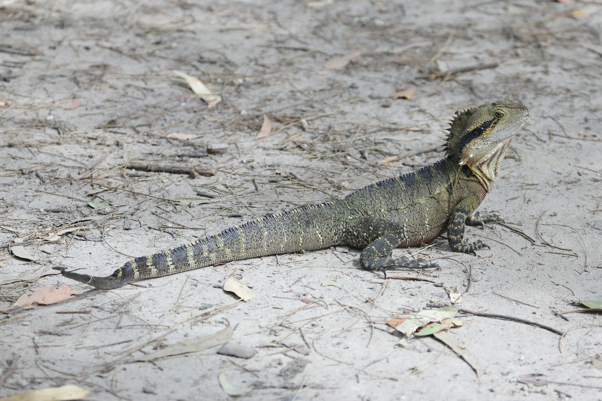 Close-up of an Australian Aquatic Range Reptile