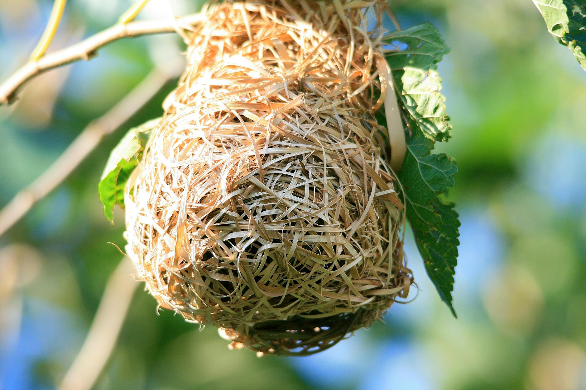 birds nest on a tree branch 