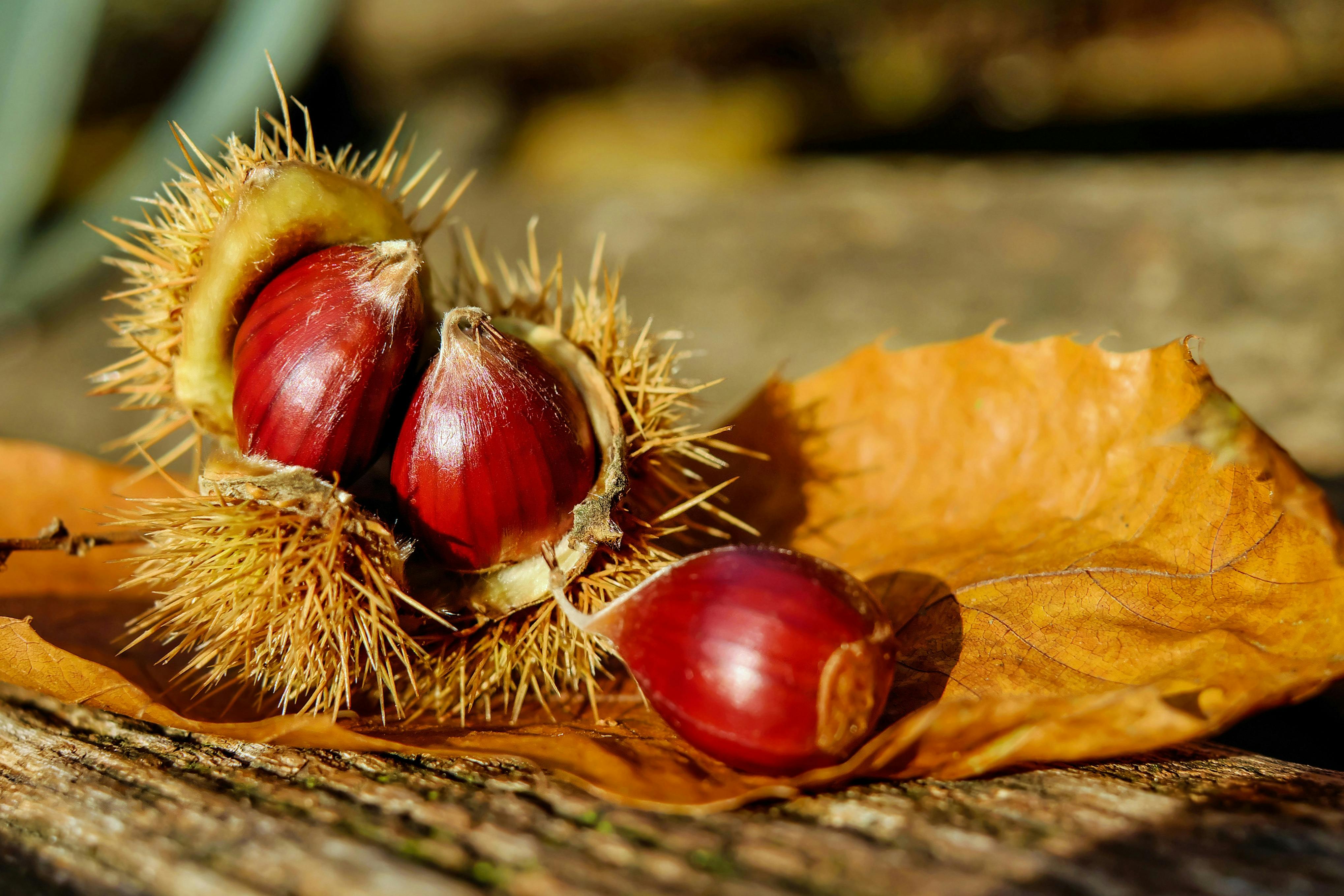 blurred background chestnuts close up color