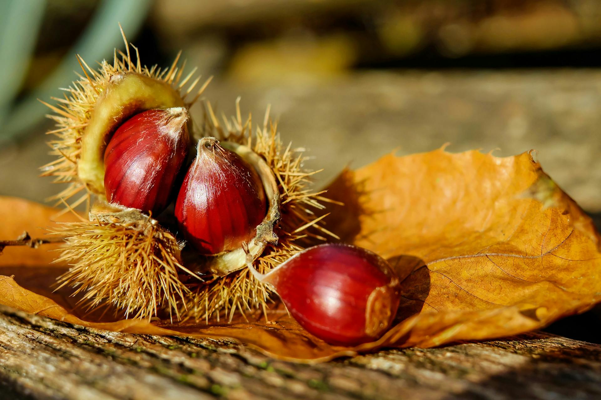 Horse Chestnut on Brown Surface