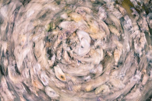 Бесплатное стоковое фото с абстрактные ракушки, абстрактный морской, водное искусство