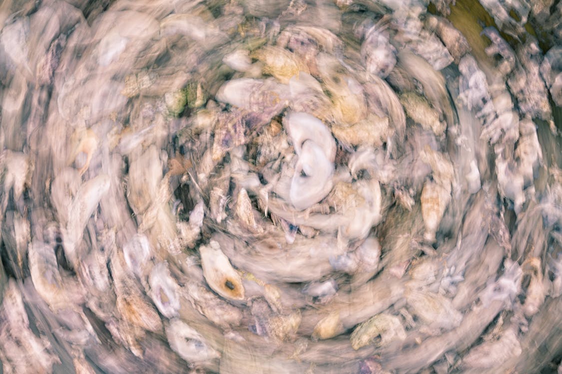 Ingyenes stockfotó 4k-háttérkép, absztrakt kagylók, absztrakt tengeri témában