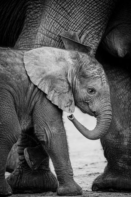 Black and white photograph of a baby African elephant with adult elephants in the wild.