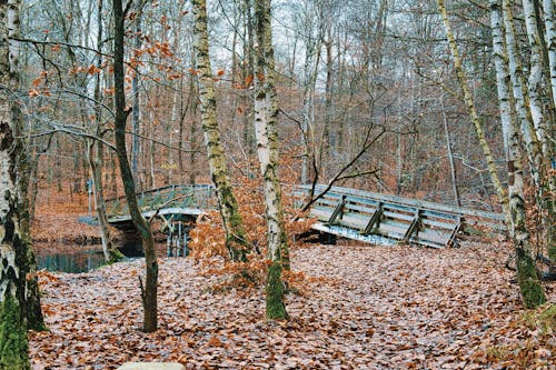 Winter walk at Stechlin-Ruppiner Land Nature Park 4