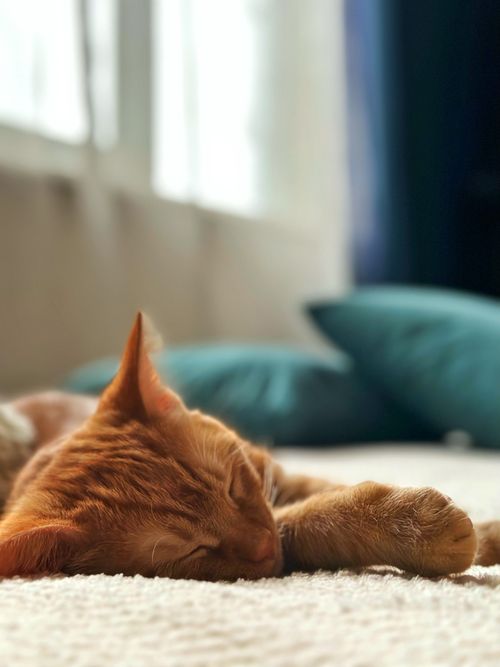 Free Close-up of a ginger cat peacefully sleeping on a sunlit bed indoors. Stock Photo