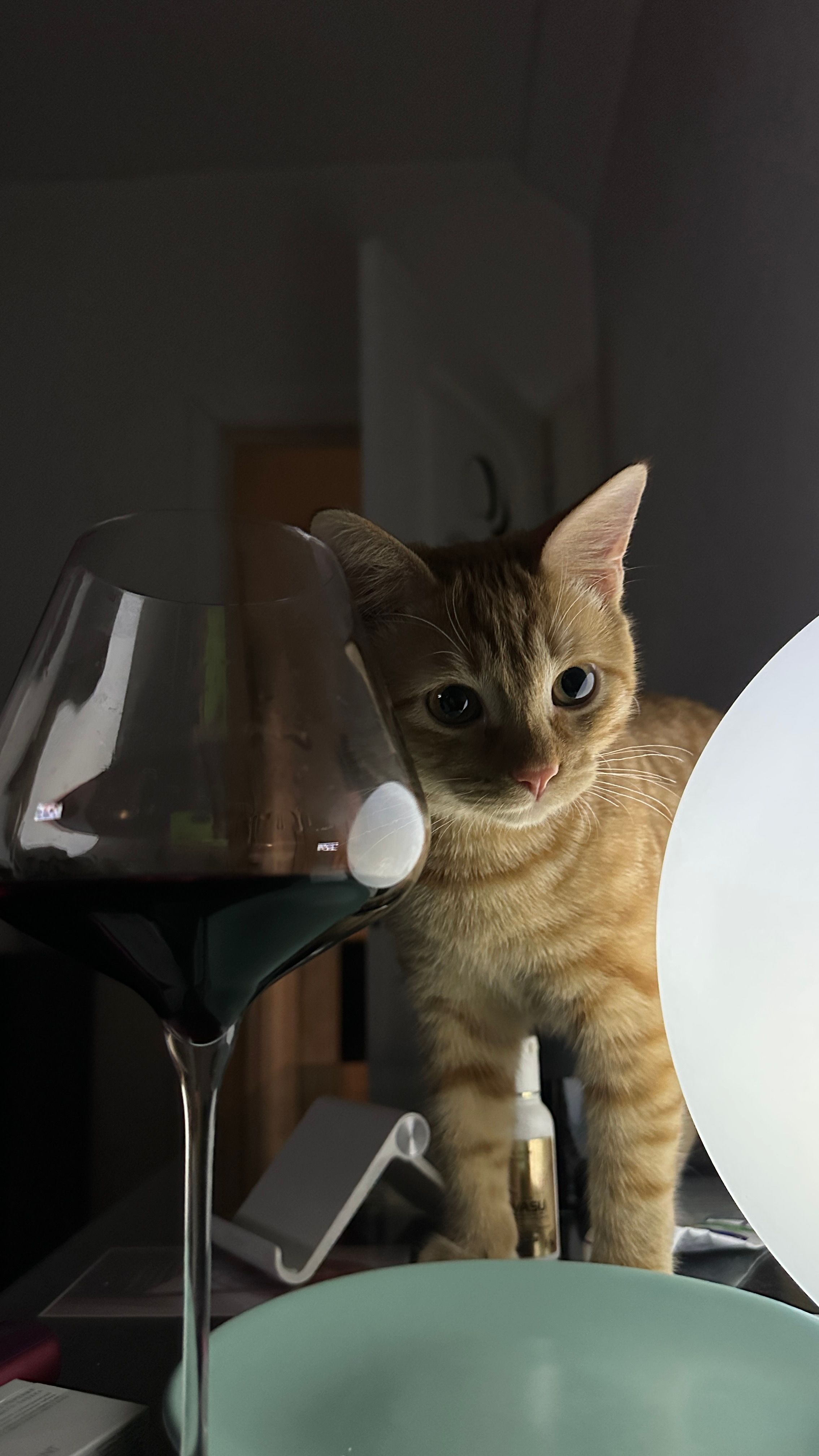 Yellow Kitten and a Glass of Wine on the Table  Free Stock Photo