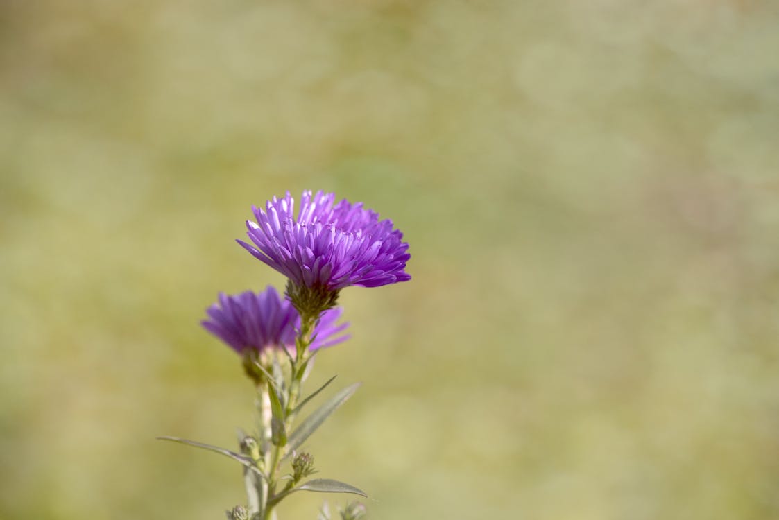 免費 白天的紫薊花 圖庫相片
