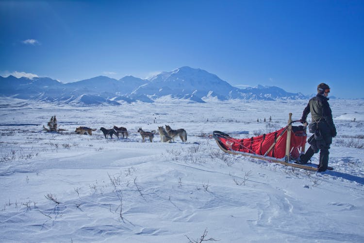 Man Standing Beside Sleigh