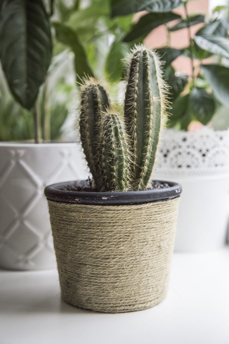 Green Cactus On Pot