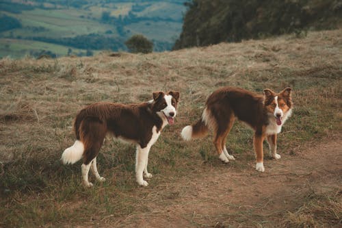 Kostenlos Zwei Braune Hunde Auf Dem Feld Stock-Foto