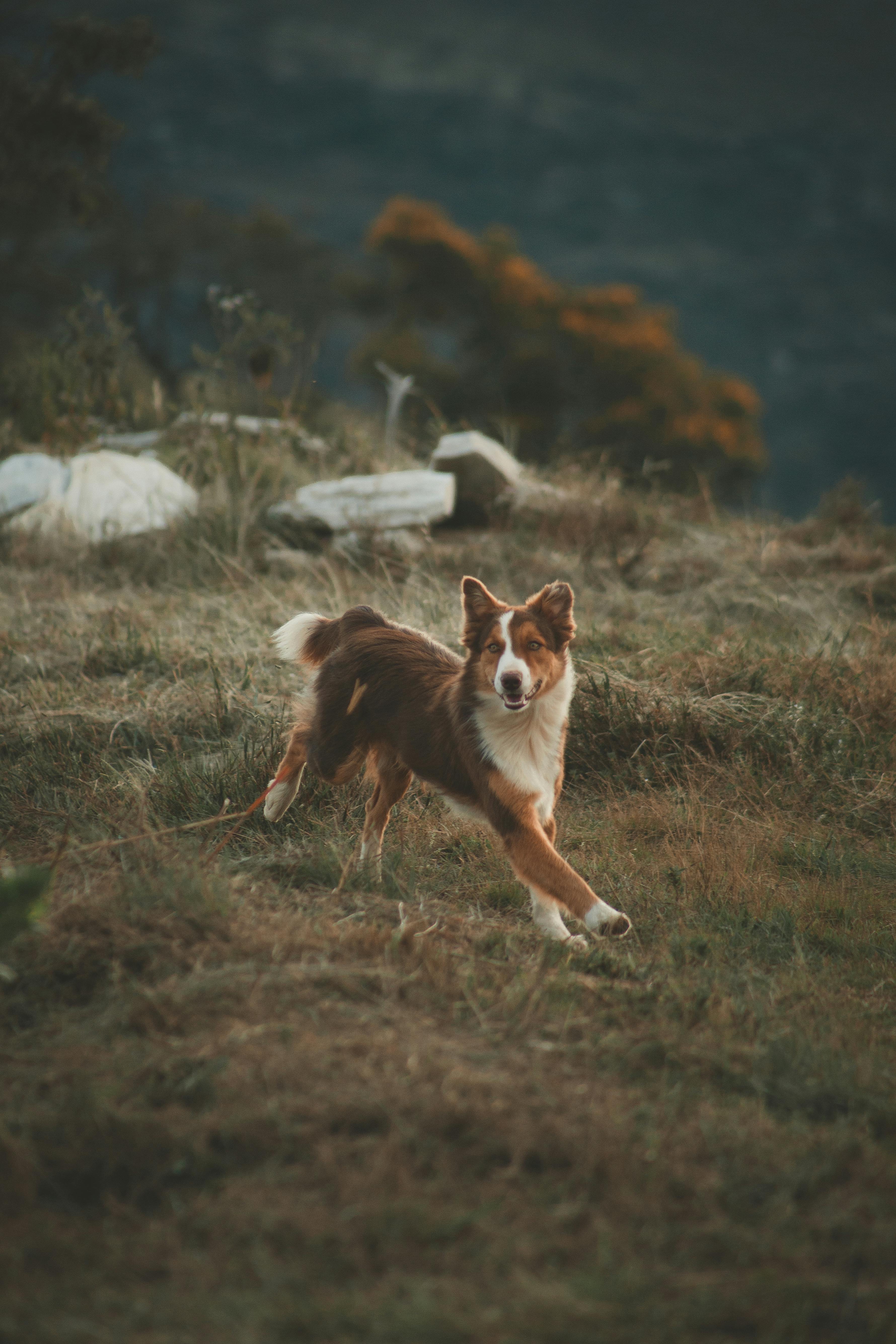 brown dog running on field