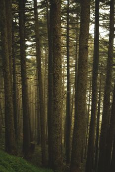 Serene view of towering trees in an Algerian forest, perfect for nature themes.
