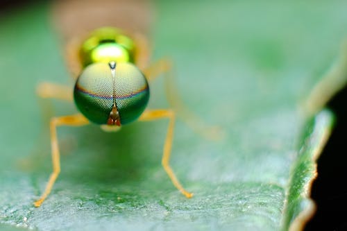 Free Brown Insect on Green Leafed Plant Stock Photo