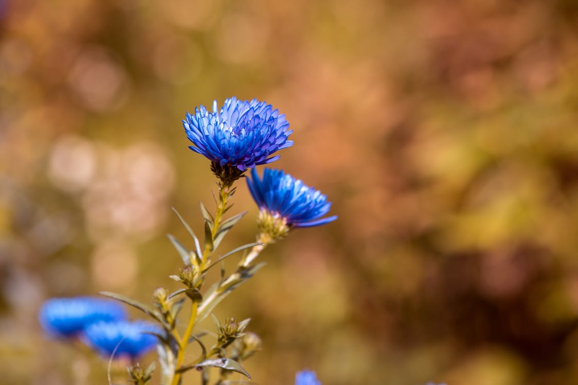 Closeup Photo of Blue Cluster Petaled Flower