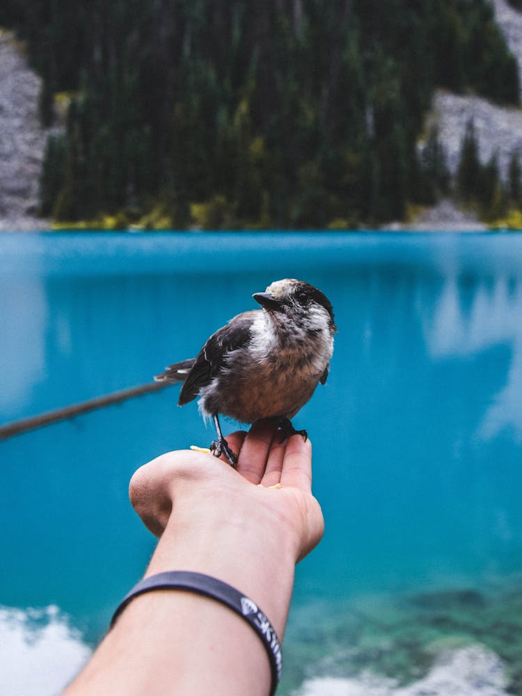 Bird Perched On Person's Hand