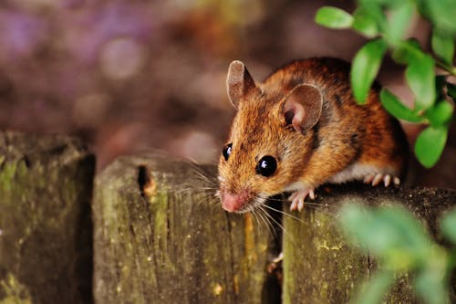 Free 棕色老鼠的选择性聚焦摄影 Stock Photo