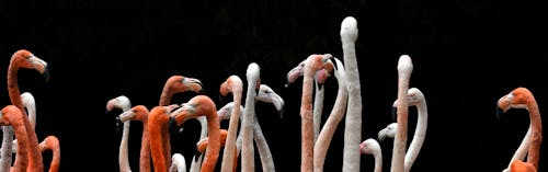 Free Flock of Flamingo Stock Photo