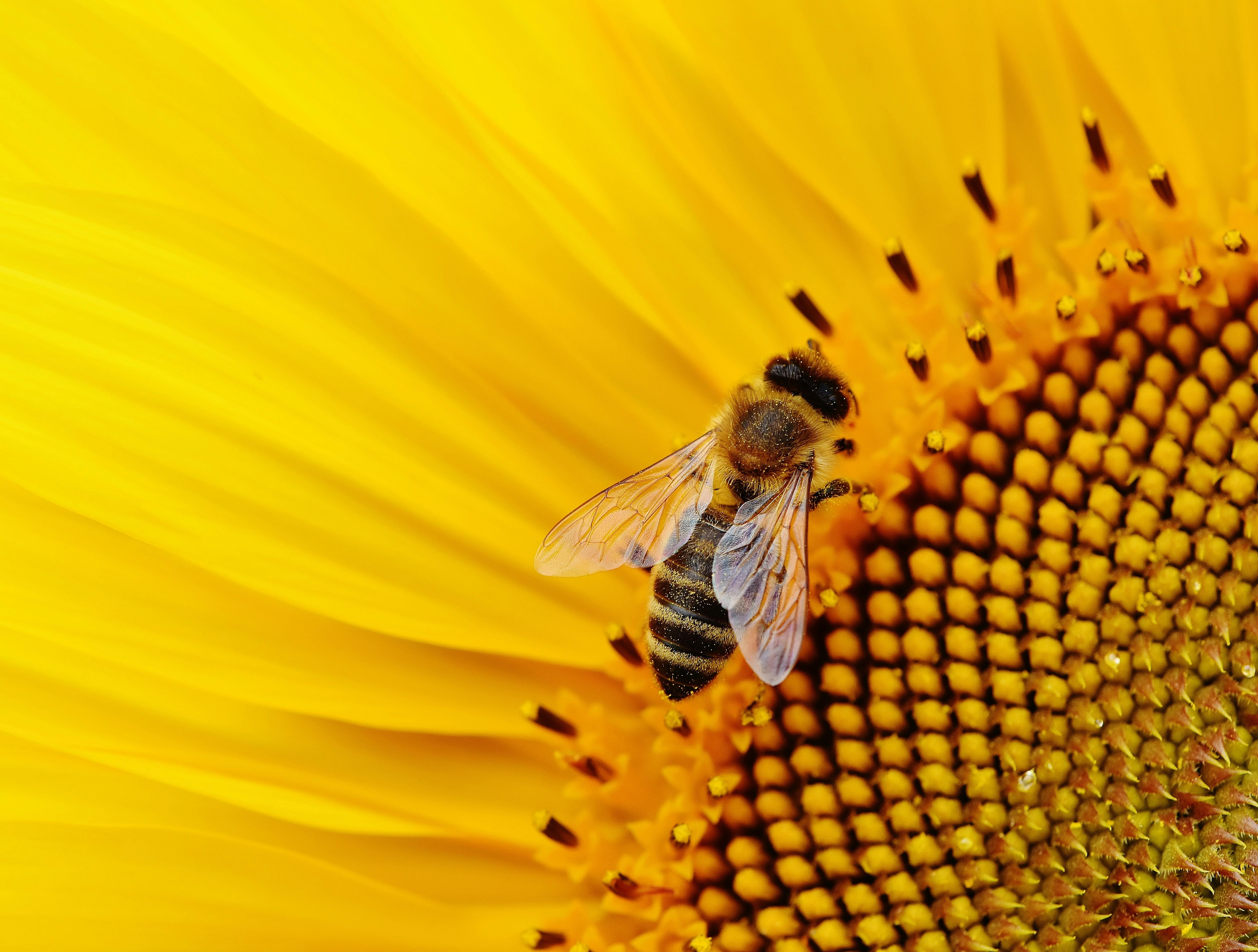 Hình nền  Con ong hoa Thụ phấn Vĩ mô 1680x1050  wallhaven  673298  Hình  nền đẹp hd  WallHere