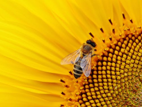 蜜蜂在花中的特寫照片