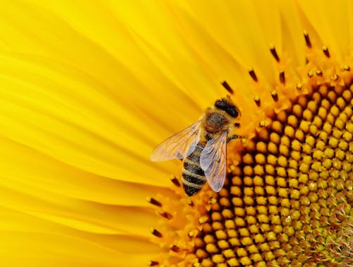 Foto De Close Up De Abelha Em Flor