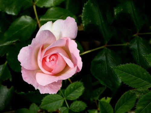 Pink Rose in Close-up Photography