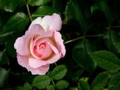 这是一张特写照片，一朵精致的粉红玫瑰在户外花园的郁郁葱葱绿叶中绽放