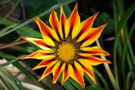 户外拍摄中，一朵充满活力的加沙花特写镜头引人注目，橙色和黄色花瓣盛开