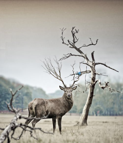бесплатная Коричневый олень возле увядшего дерева Стоковое фото