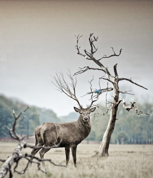 Foto d'estoc gratuïta de a l'aire lliure, amb boira, animal