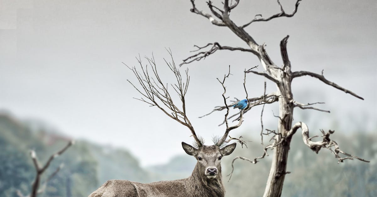How to draw realistic deer antlers