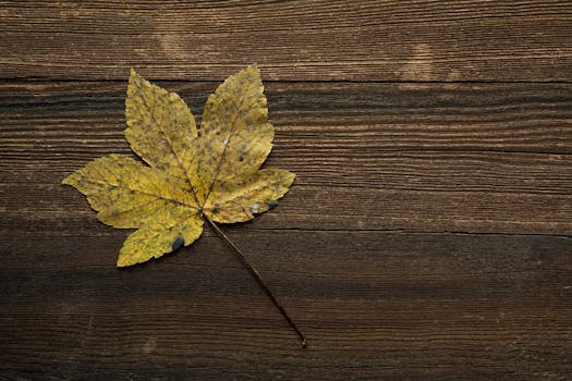 HD wallpaper of table, leaf, HD wallpaper