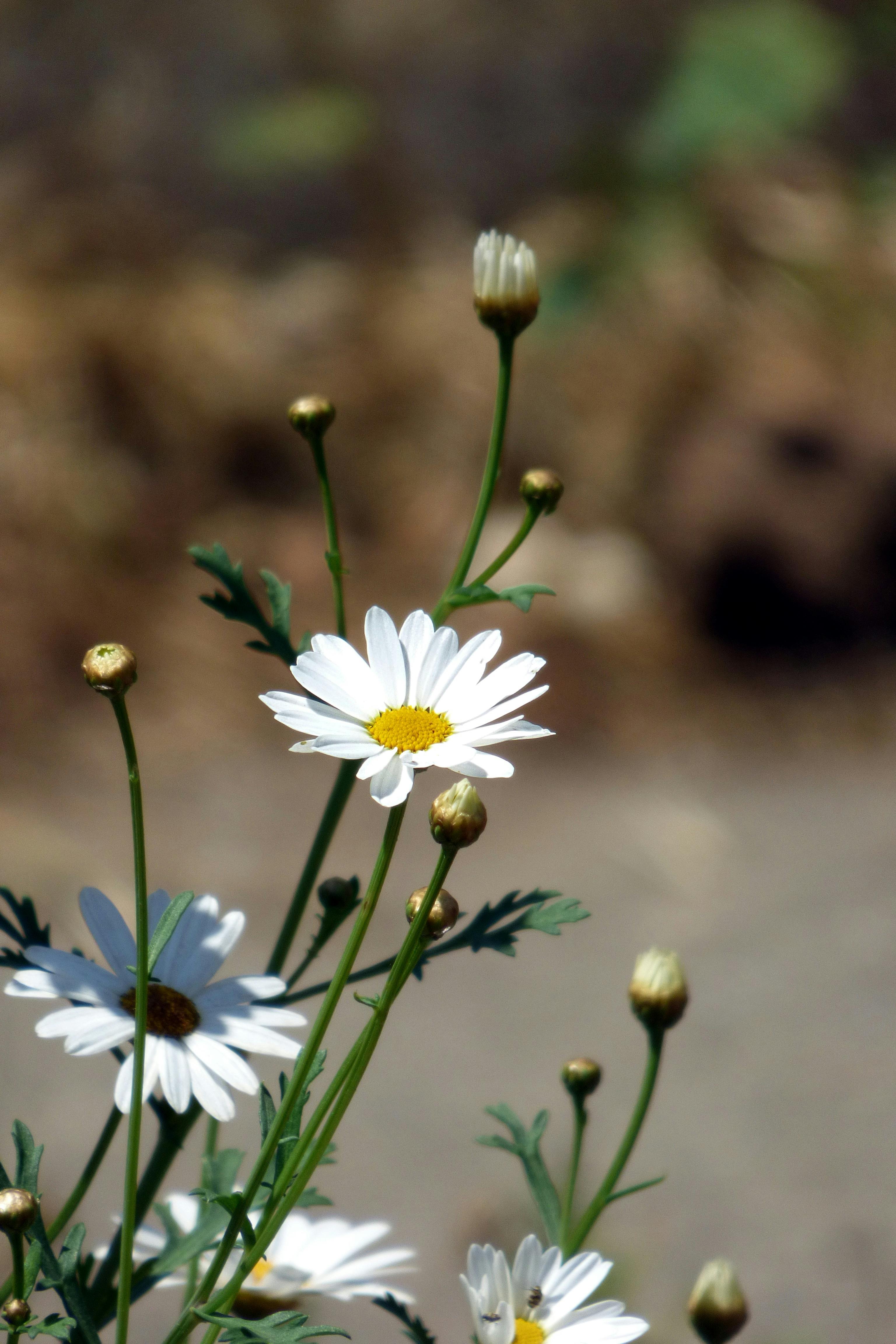 Gambar Bunga Daisy Wallpaper Gambar Bunga Daisy Wallpaper