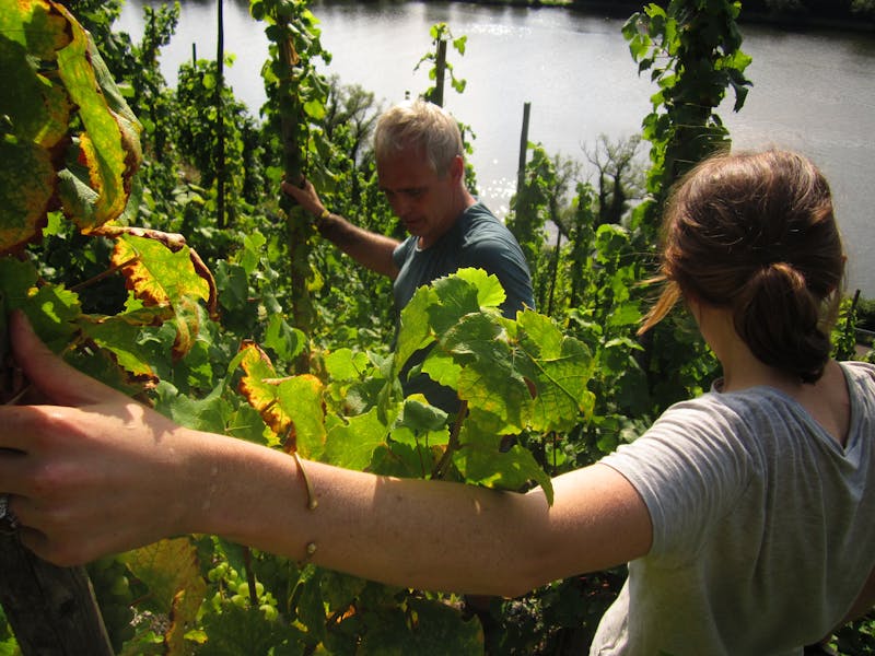Organic balloon garland