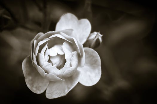 Free stock photo of black and white romantic petals plant Free stock photo of black and white romantic petals plant