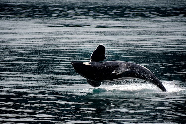 Black Whale In Water