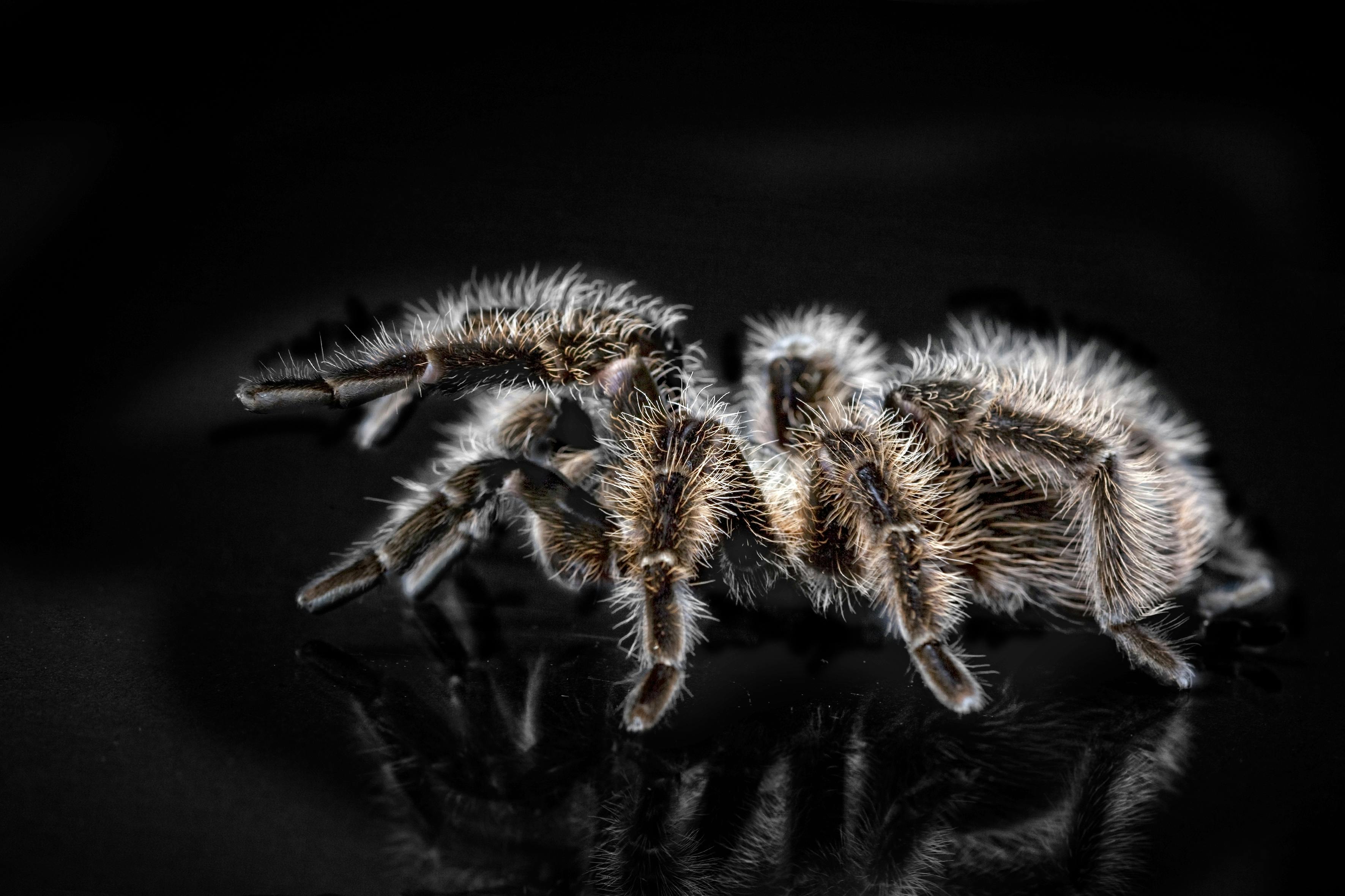 Tarantula High Definition Wallpaper 80443 - Baltana