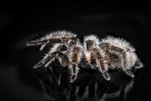 ảnh Cận Cảnh Về Tarantula đen Và Nâu