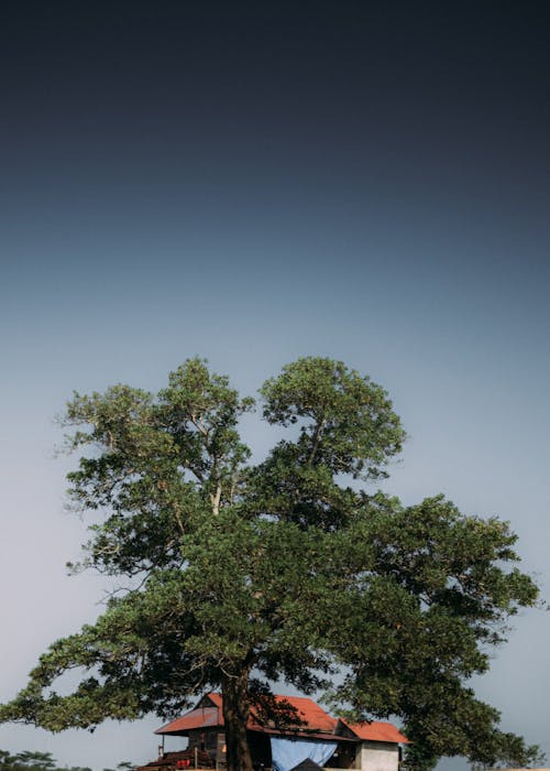 Foto profissional grátis de ao ar livre, árvore, carvalho