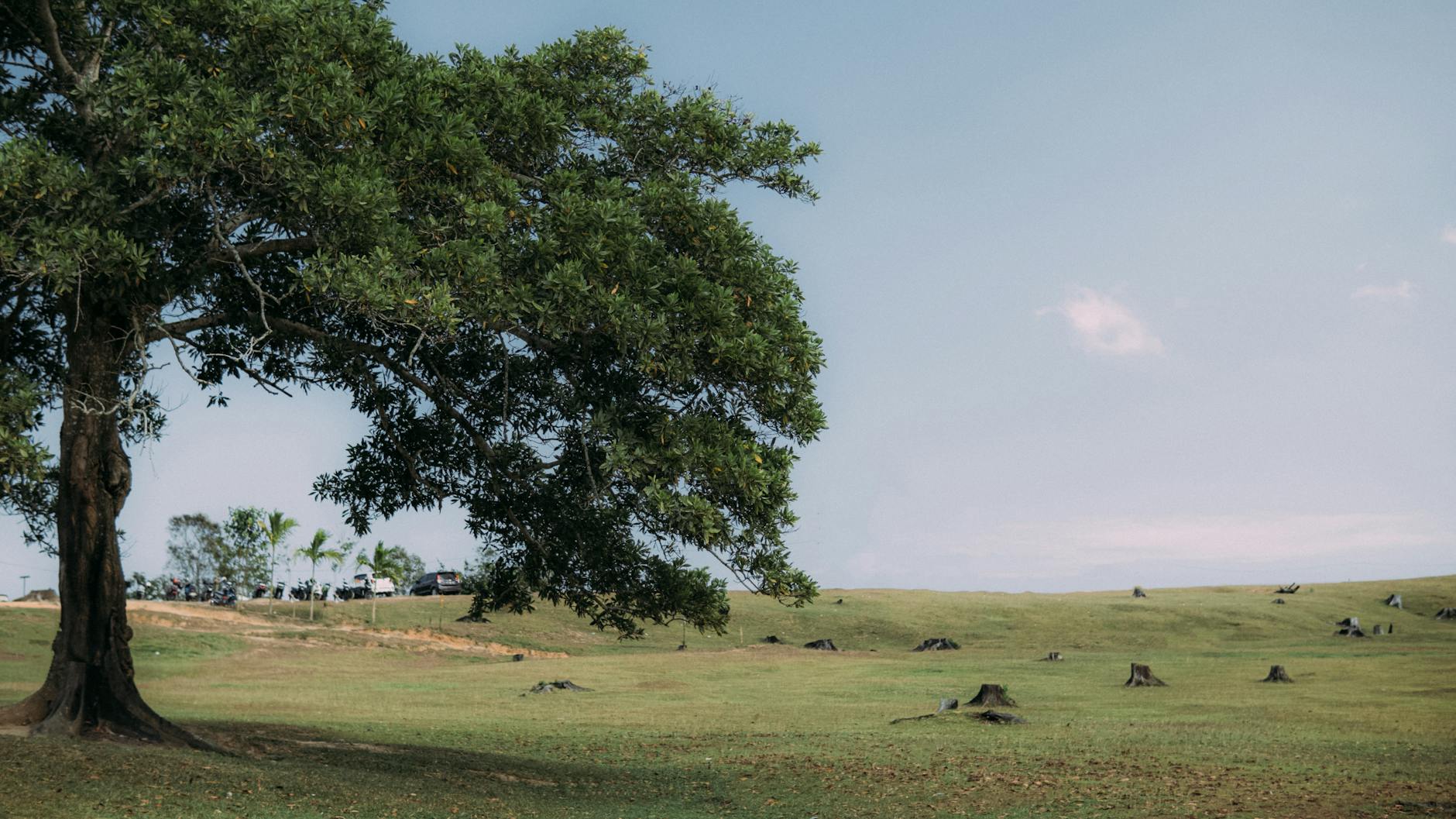 Expansive green field with a large tree and visible tree stumps under a clear sky. Expansive green field with a large tree and visible tree stumps under a clear sky.