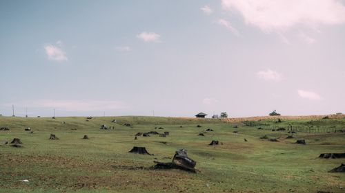 Free A wide rural landscape with numerous tree stumps, depicting deforestation and open pasture under a bright sky. Stock Photo