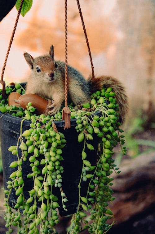 A squirrel is sitting in a pot with green beans