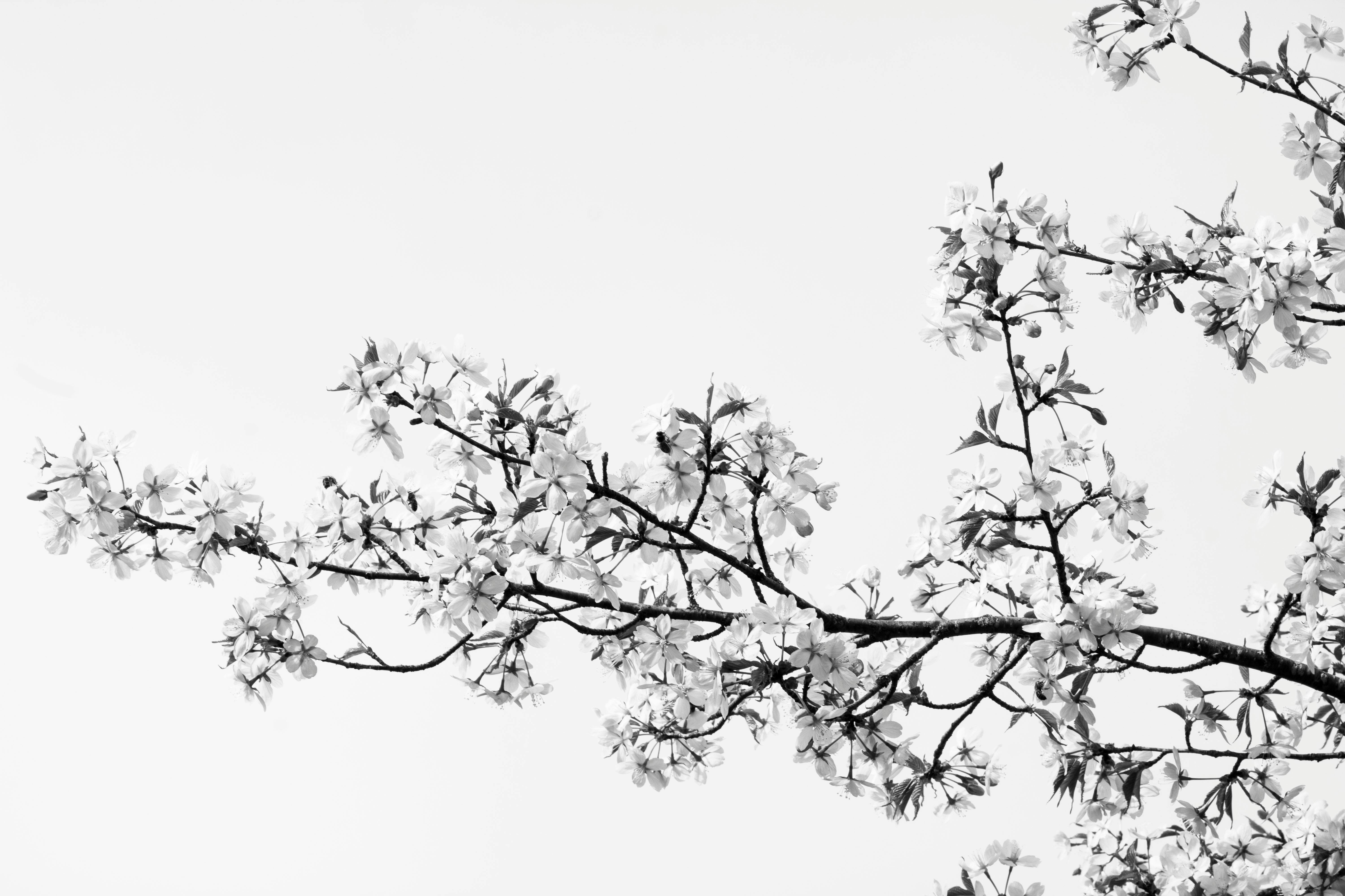 A high-contrast black and white photo of sakura cherry blossoms in spring, Alytus, Lithuania.