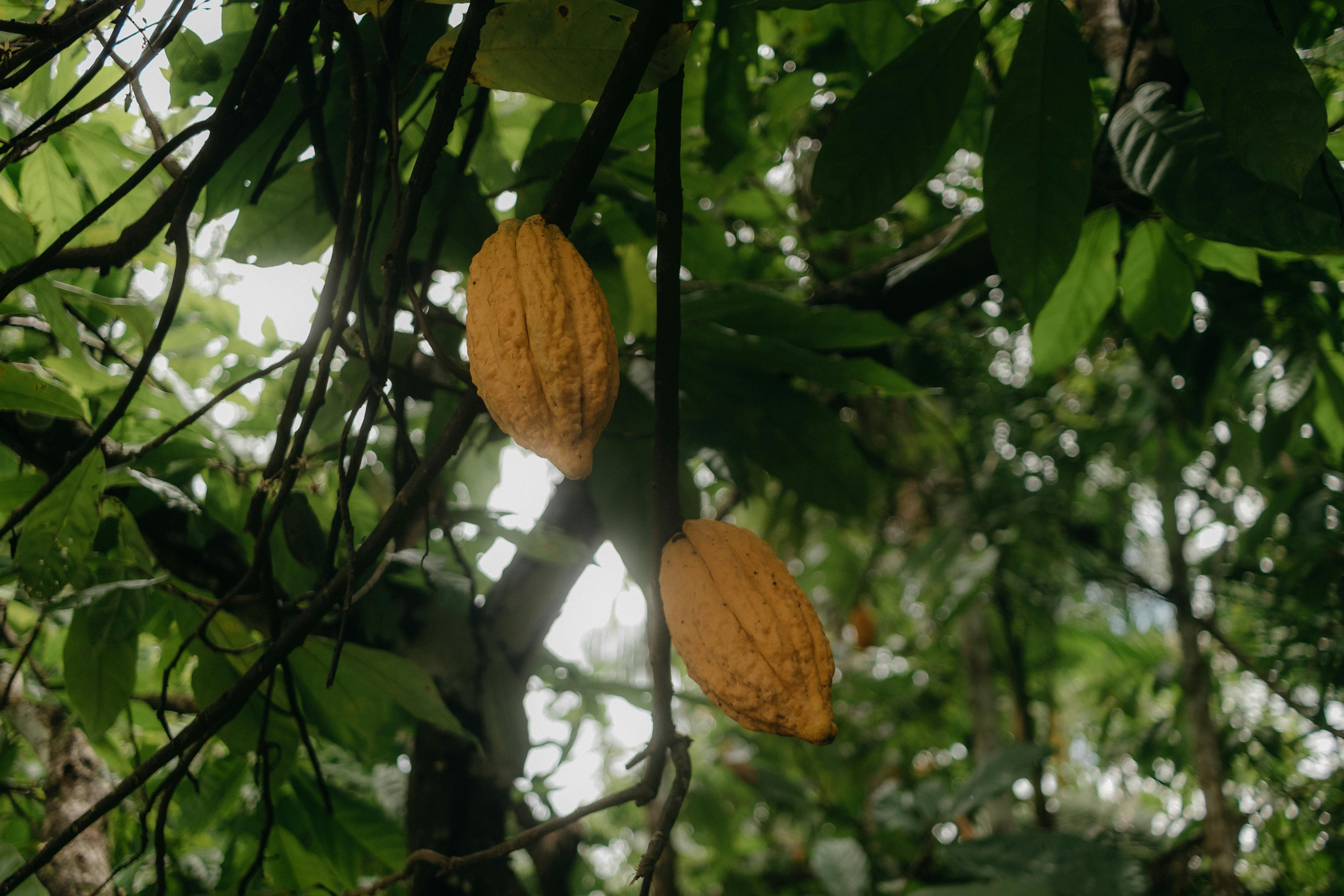 Ivory Coast Economy 2025: From Cocoa to Gold to Oil