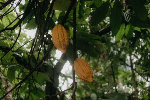 Nacional Fruits Growing on a Tree
