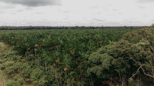 Aerial view of a palm plantation in the jungle