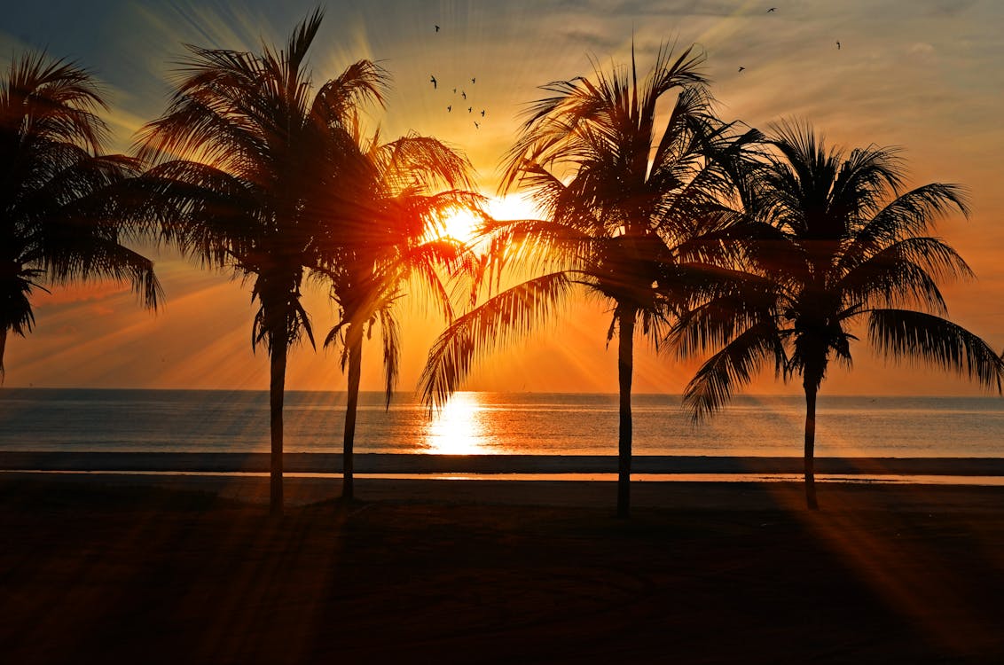 Palm trees during a beautiful sunset