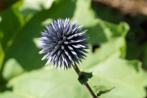 Kostenlos Blaue Blütenblatt Nahaufnahme Fotografie Stock-Foto